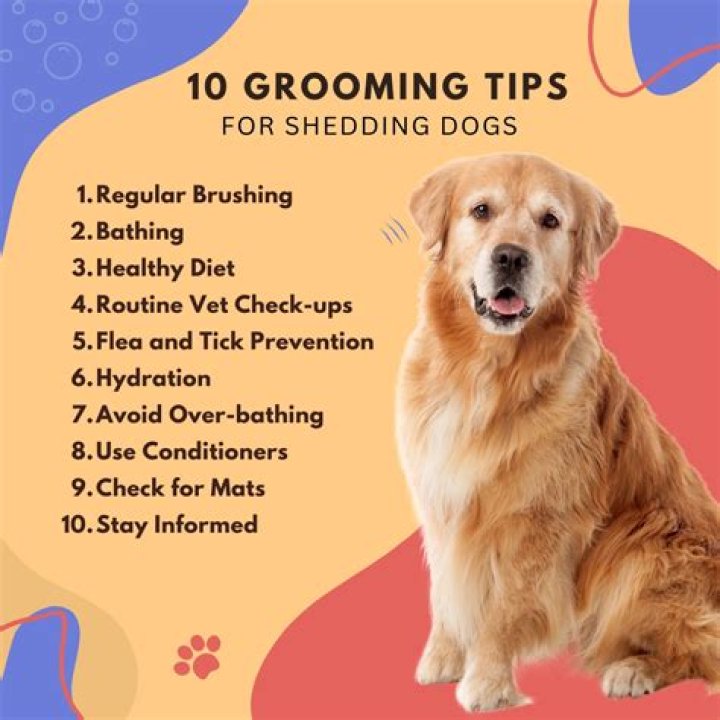 Top Strategies for Dog Grooming to Prevent Shedding